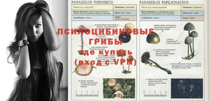 Галлюциногенные грибы Psilocybine cubensis  Богданович 